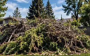 Pile of cut branches and yard debris in a backyard